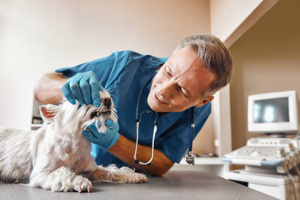 Best Broken or Chipped Tooth Repair in Plains, KS